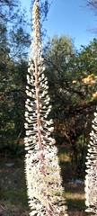 Drimia numidica