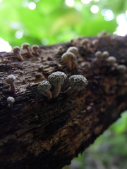 Podosordaria