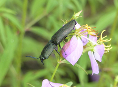 Chalcolepidius viridipilis