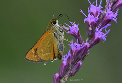 Hesperia meskei straton