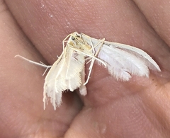 Pterophorus pentadactyla