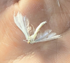 Pterophorus pentadactyla