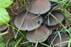 Fungi