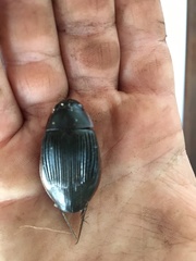 Dytiscus semisulcatus
