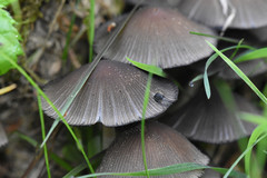 Fungi