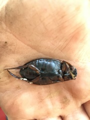Dytiscus semisulcatus