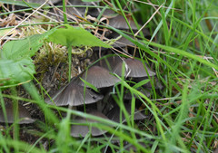 Fungi