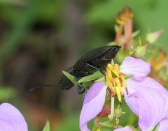 Chalcolepidius viridipilis