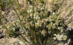 Lobostemon capitatus