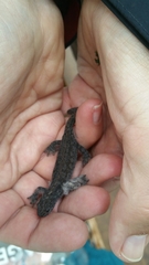 Lissotriton vulgaris
