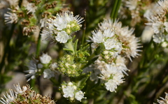 Lobostemon capitatus