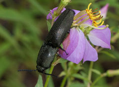 Chalcolepidius viridipilis