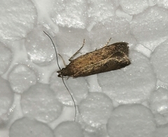Helcystogramma lutatella