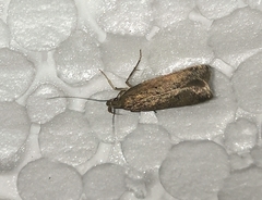 Helcystogramma lutatella