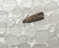 Helcystogramma lutatella