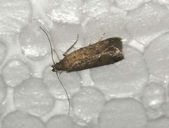 Helcystogramma lutatella