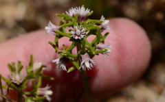 Eustegia minuta