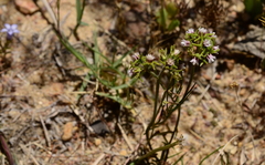 Eustegia minuta