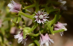 Eustegia minuta
