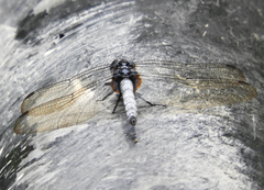 Orthetrum triangulare