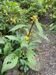 Solidago glomerata