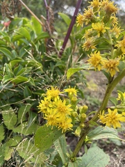 Solidago glomerata