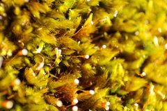 Racopilum cuspidigerum