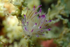 Coryphellina