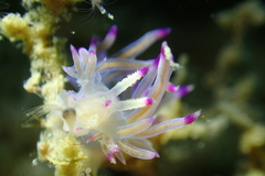 Coryphellina