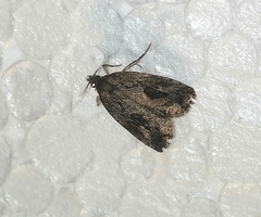 Endothenia quadrimaculana