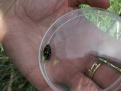 Thermonectus marmoratus