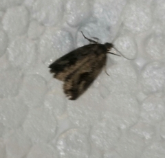 Endothenia quadrimaculana