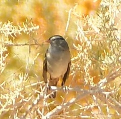 Zonotrichia leucophrys