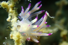 Coryphellina