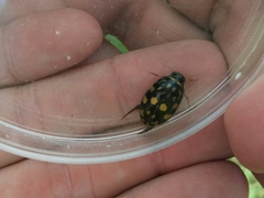 Thermonectus marmoratus