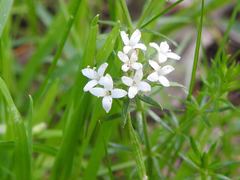 Asperula scoparia