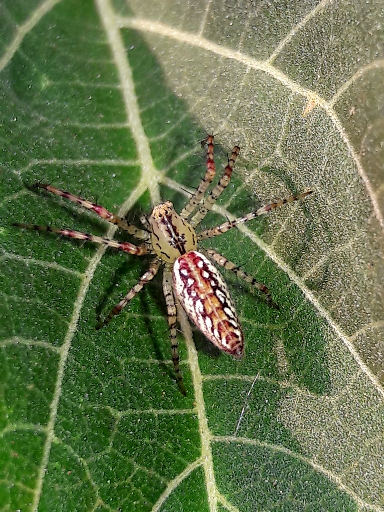 Peucetia flava