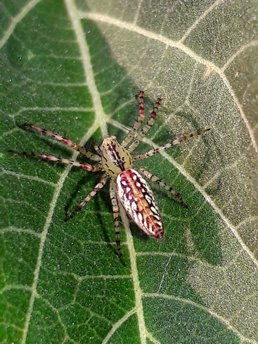 Peucetia flava