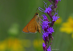 Hesperia meskei straton