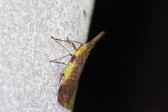 Dictyophara okinawensis