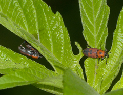 Rhodobaenus quinquepunctatus