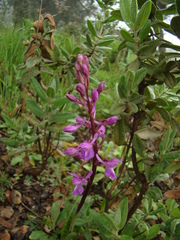 Orchis mascula laxifloriformis