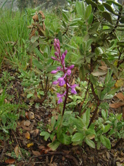Orchis mascula laxifloriformis