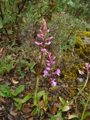 Orchis mascula laxifloriformis