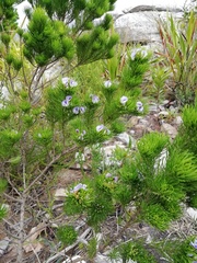 Psoralea kougaensis