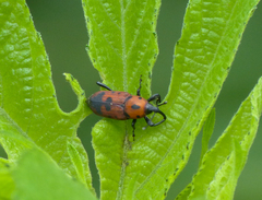 Rhodobaenus quinquepunctatus