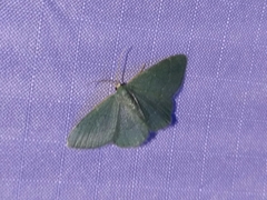 Chloropteryx