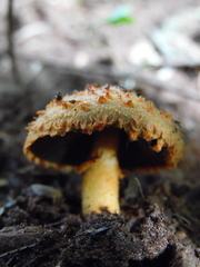 Agaricus crocopeplus