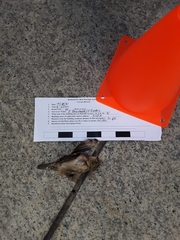 Troglodytes hiemalis