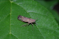 Ugyops vittatus